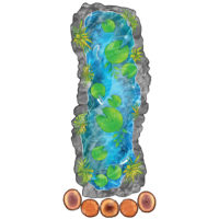 Parcours Forêt – Étang